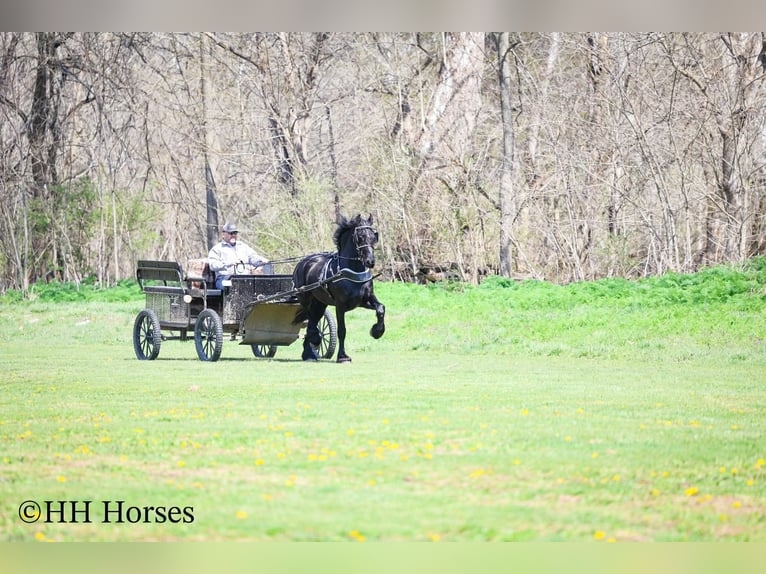 Friesian horses Stallion 8 years 15,2 hh Black in Flemingsburg