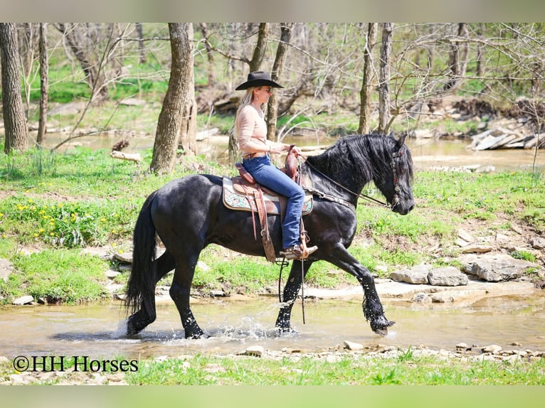 Friesian horses Stallion 8 years 15,2 hh Black in Flemingsburg