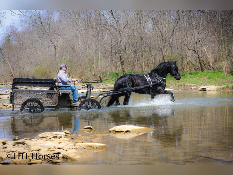 Friesian horses Stallion 8 years 15,2 hh Black in Flemingsburg