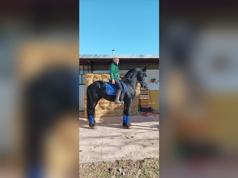 Friesian horses Stallion 8 years 16,3 hh Black in Madrid