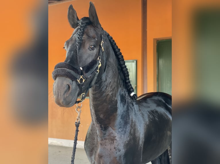Friesian horses Stallion 8 years 16,3 hh Smoky-Black in Bergamo