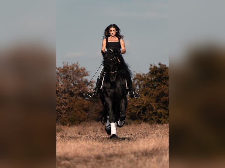 Friesian horses Stallion 8 years 16,3 hh Smoky-Black in Bergamo