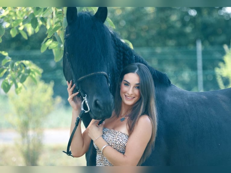 Friesian horses Stallion 8 years 16,3 hh Smoky-Black in Bergamo