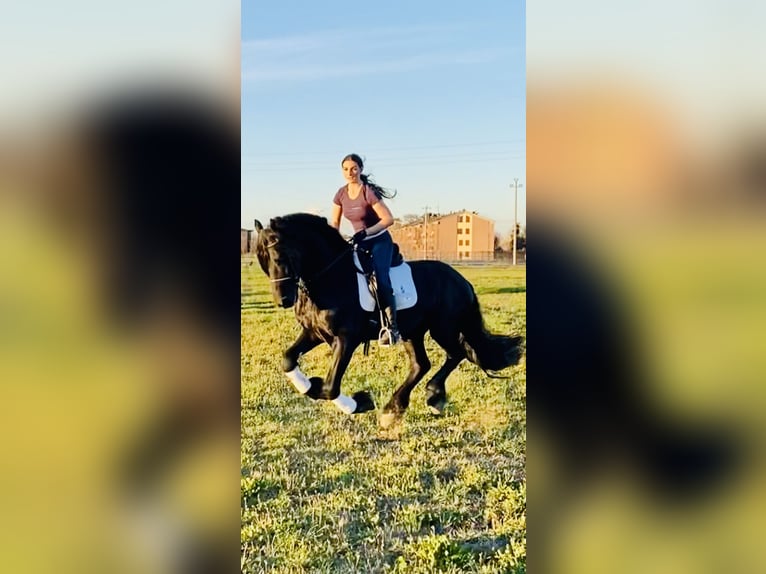 Friesian horses Stallion 8 years 16,3 hh Smoky-Black in Bergamo