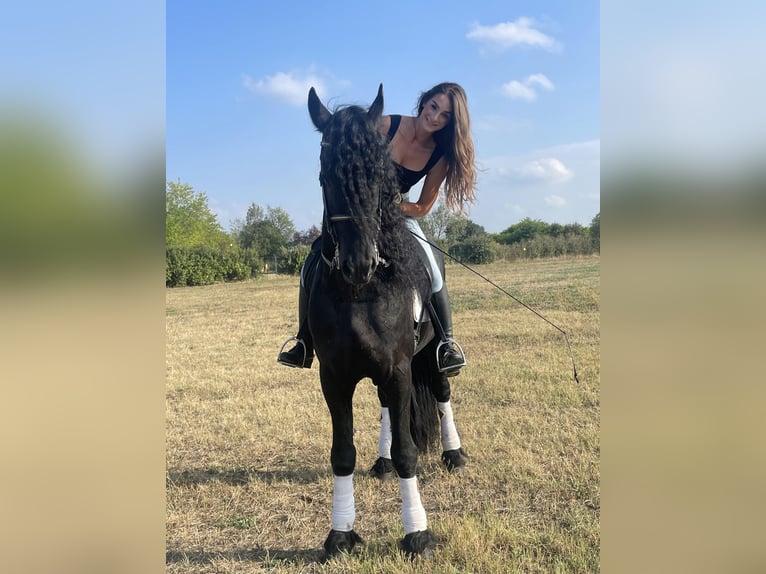 Friesian horses Stallion 8 years 16,3 hh Smoky-Black in Bergamo