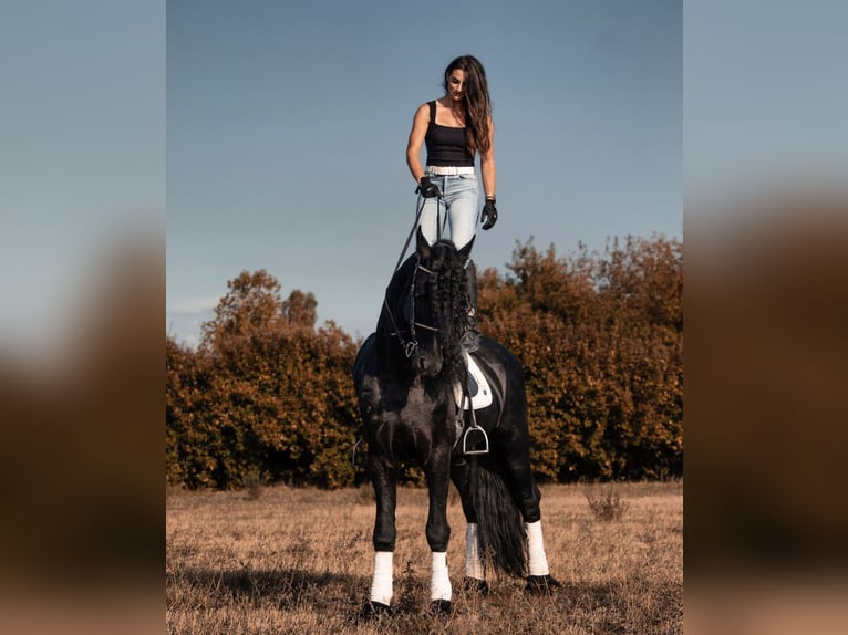 Friesian horses Stallion 8 years 16,3 hh Smoky-Black in Bergamo