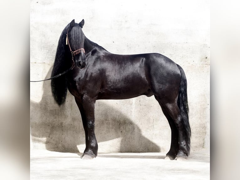 Friesian horses Stallion 8 years 16 hh Black in Malaga