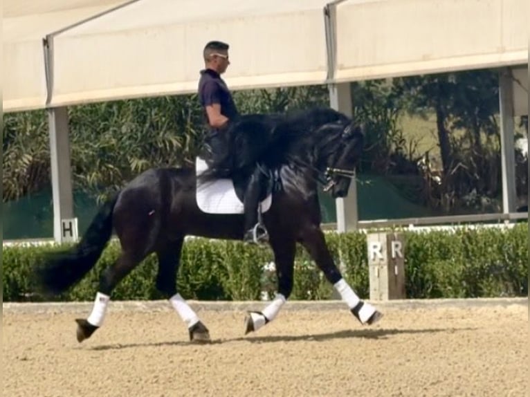Friesian horses Stallion 8 years 16 hh Black in Malaga