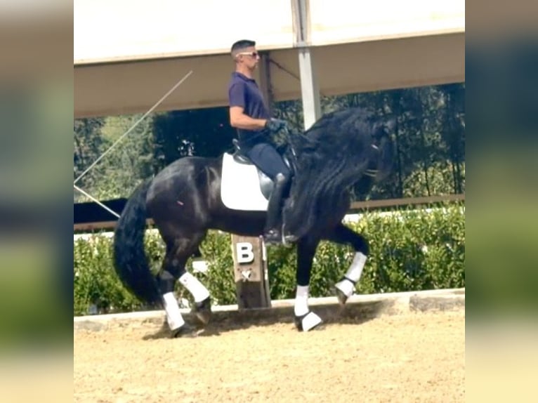 Friesian horses Stallion 8 years 16 hh Black in Malaga