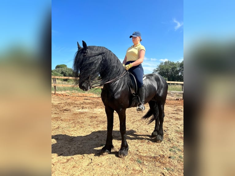 Friesian horses Stallion 8 years 16,1 hh Black in Barcelona