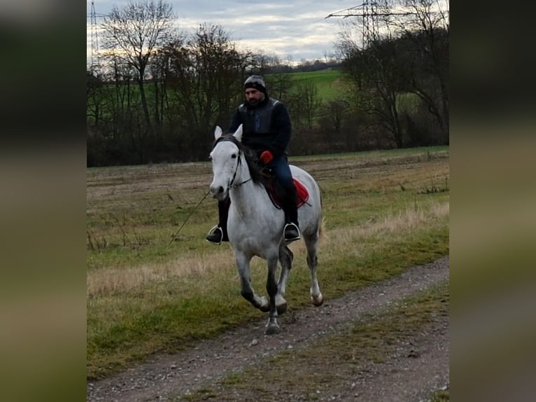 Friesian horses Stallion 8 years 16,1 hh Black in Buttstädt