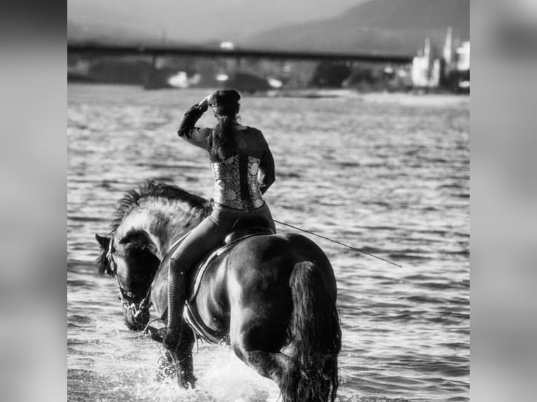 Friesian horses Stallion 9 years 15,2 hh Black in G&#xF6;rmin
