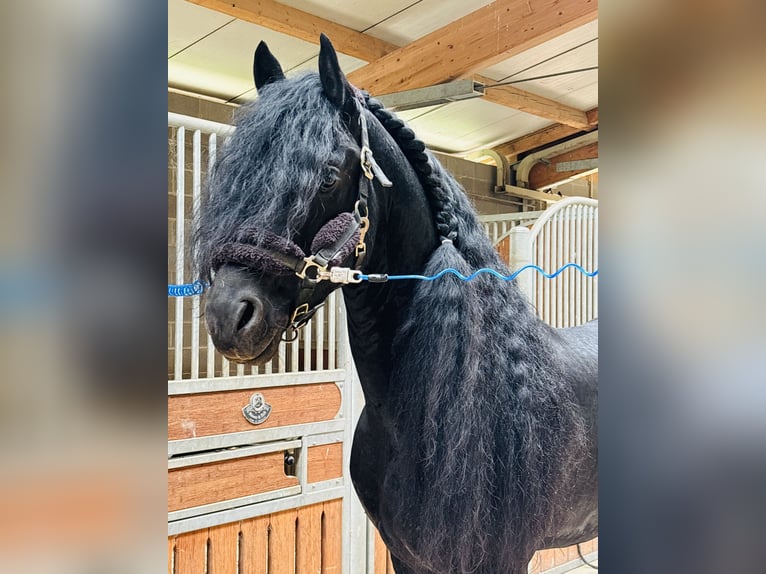 Friesian horses Stallion 9 years 16.3 hh Black in Bergamo
