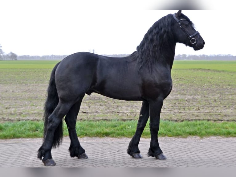 Friesian horses Stallion Black in Emlichheim