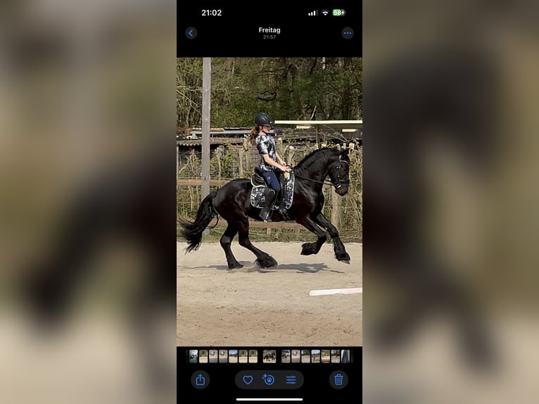 Friesian horses Stallion Black in Halle