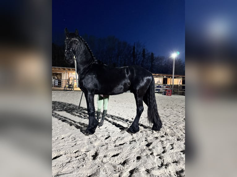 Friesian horses Stallion Black in Halle
