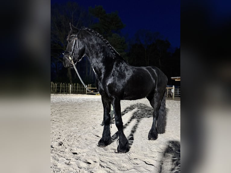 Friesian horses Stallion Black in Halle