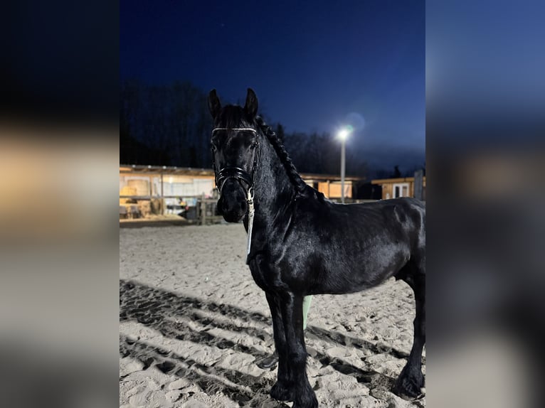 Friesian horses Stallion Black in Halle