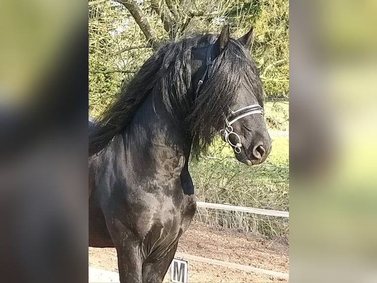 Friesian horses Stallion Black in Sontra