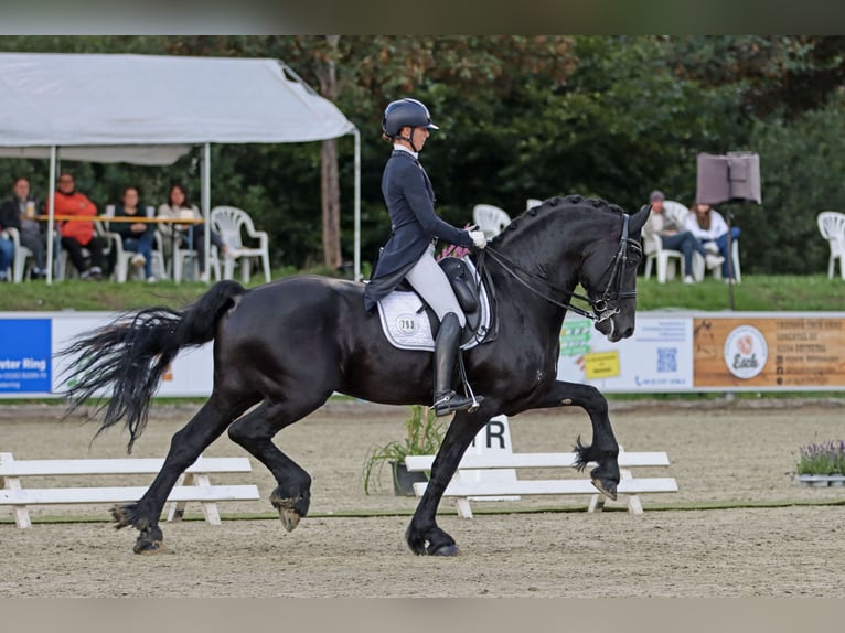 Friesian horses Stallion Black in Geldern