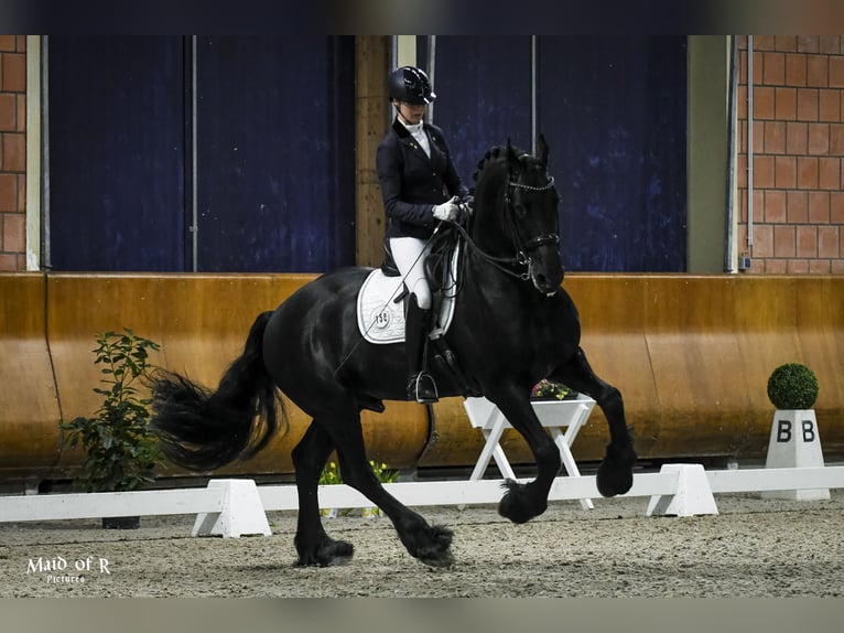 Friesian horses Stallion Black in Geldern