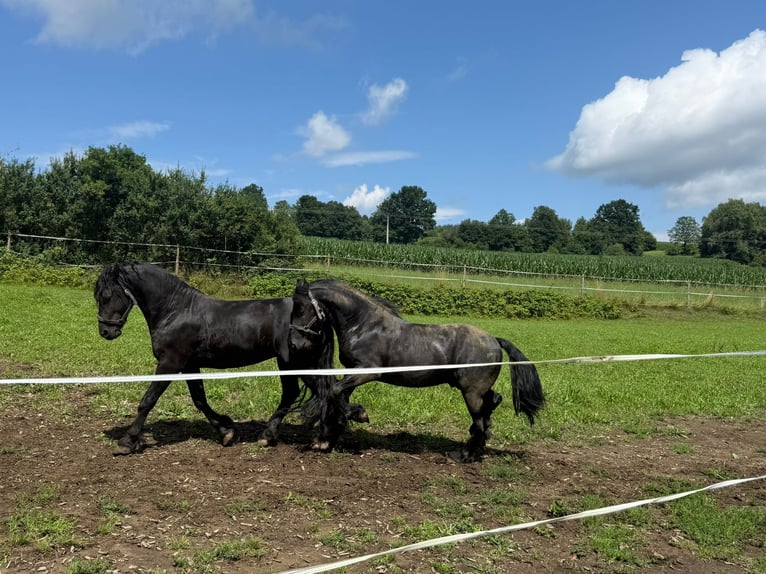 Friesian horses Stallion Black in Arrach