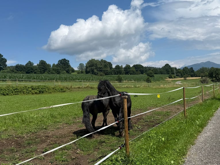 Friesian horses Stallion Black in Arrach