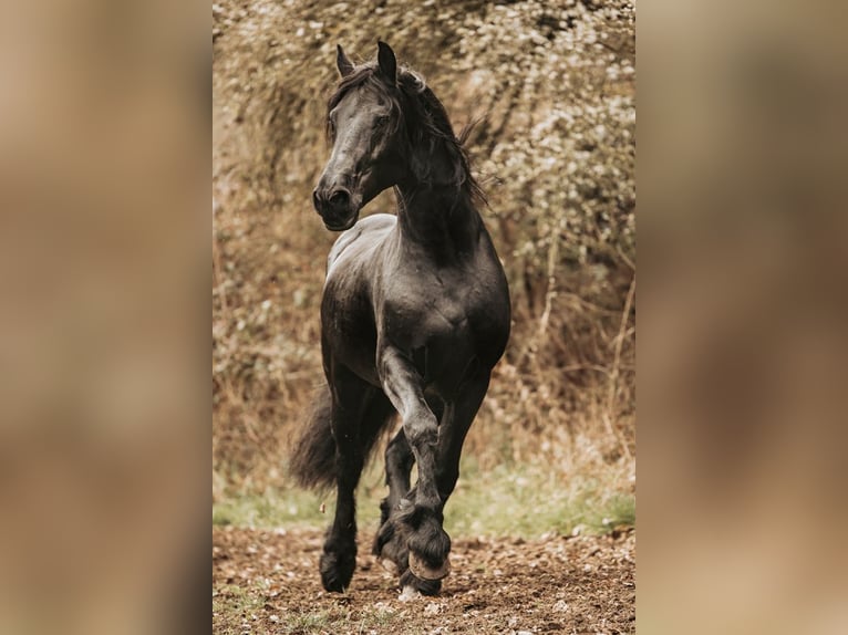 Friesian horses Stallion Black in Koblenz