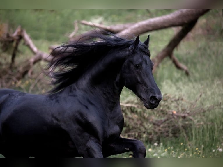 Friesian horses Stallion Black in Koblenz