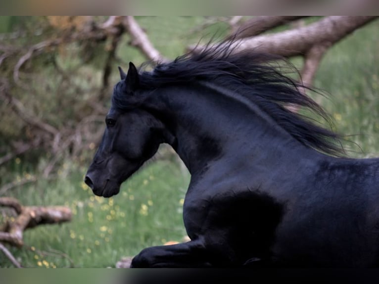 Friesian horses Stallion Black in Koblenz