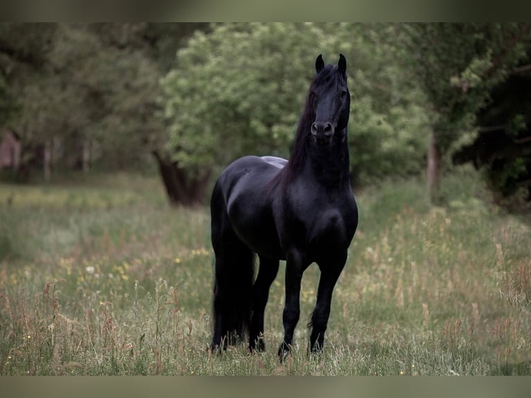 Friesian horses Stallion Black in Koblenz