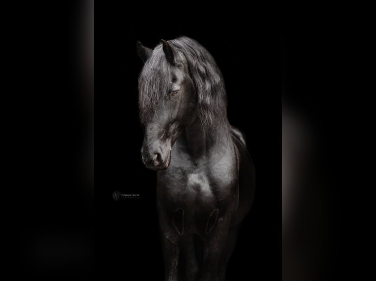 Friesian horses Stallion Black in Koblenz