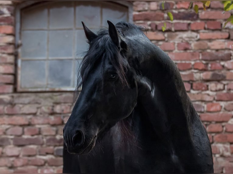 Friesian horses Stallion Black in Koblenz