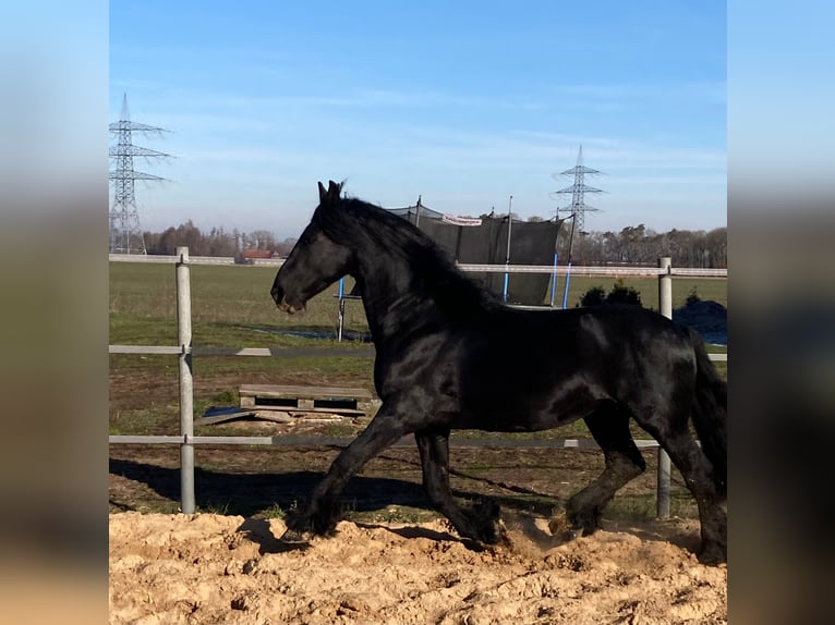 Friesian horses Stallion Black in Stemwede