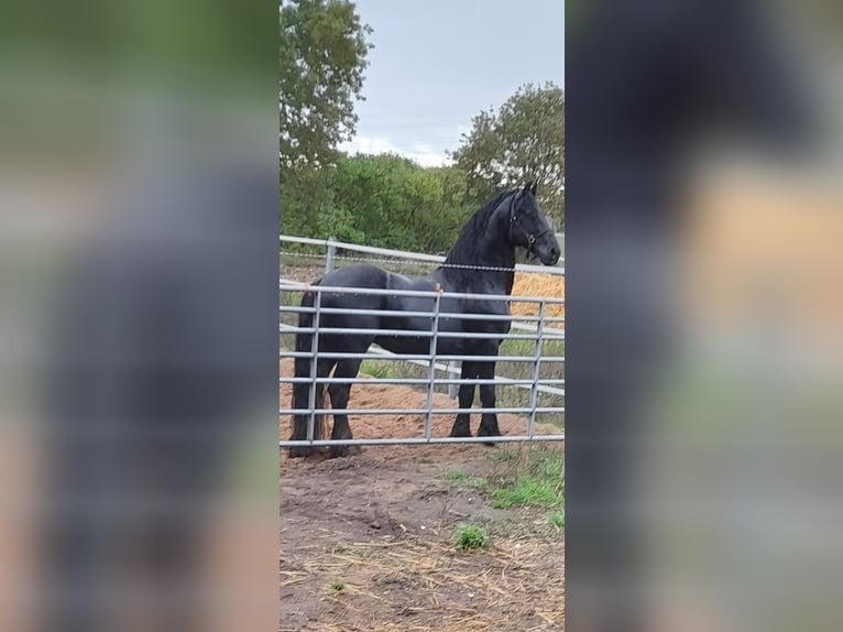 Friesian horses Stallion Black in Stemwede