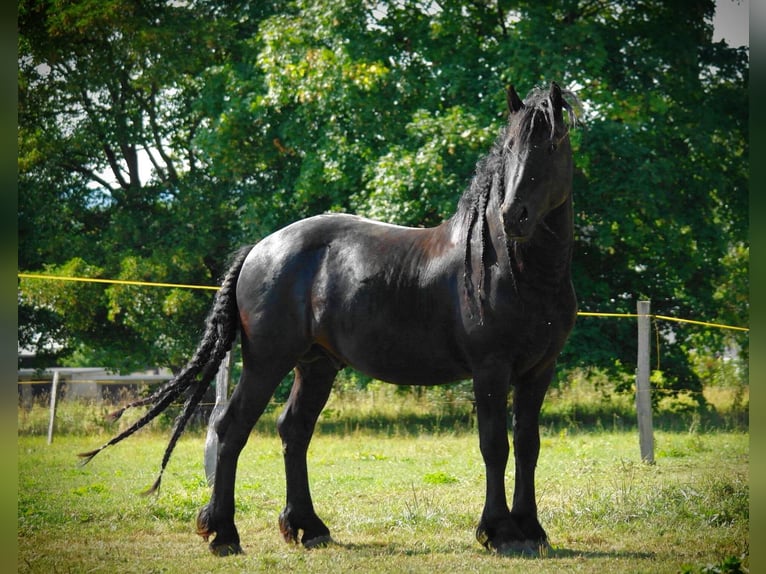 Friesian horses Stallion Black in Scheibenberg