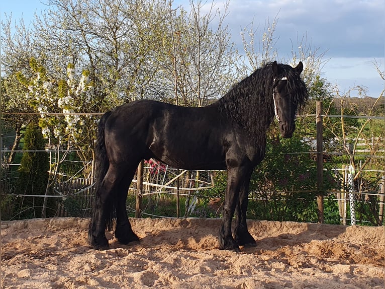 Friesian horses Stallion Black in Ohrenbach