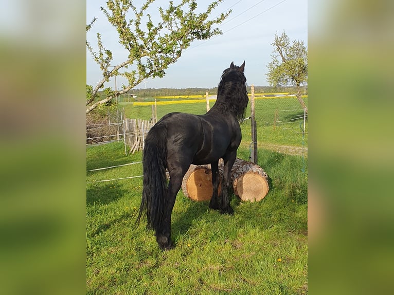 Friesian horses Stallion Black in Ohrenbach