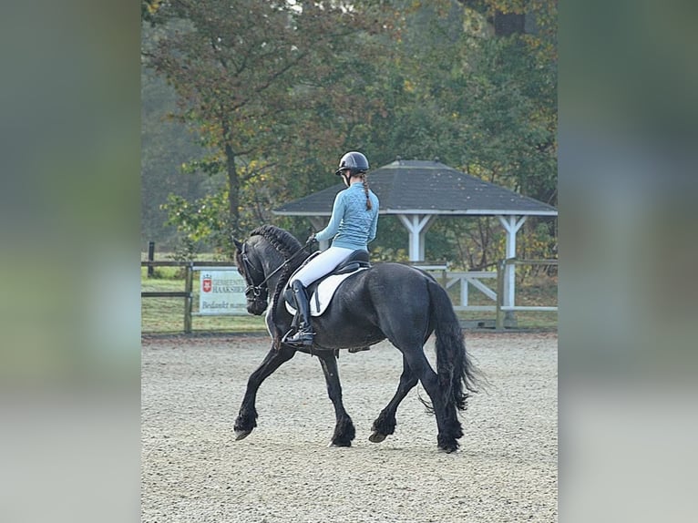 Friesian horses Stallion in Haaksbergen