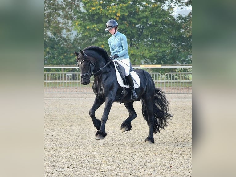 Friesian horses Stallion in Haaksbergen