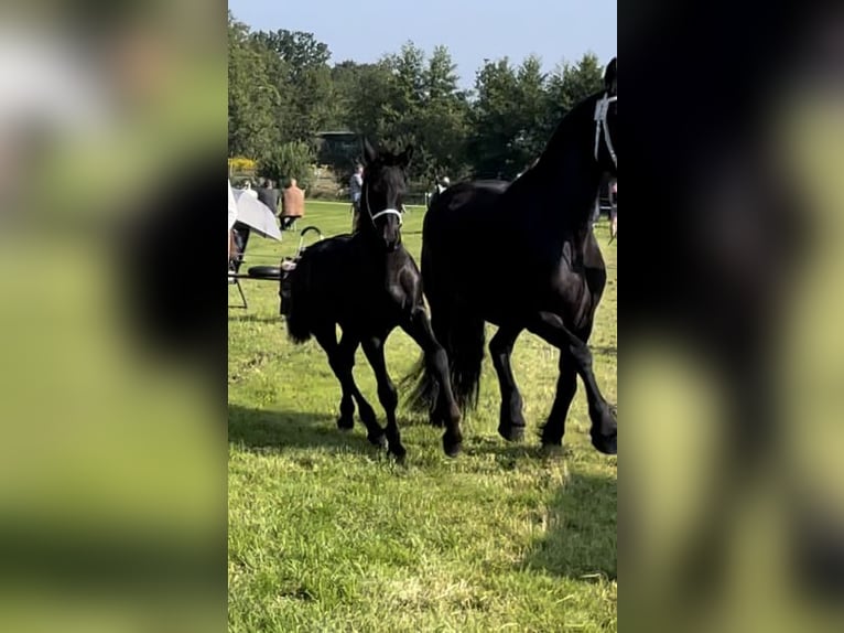 Friesian horses Stallion Foal (08/2024) 10,2 hh Black in Bunde