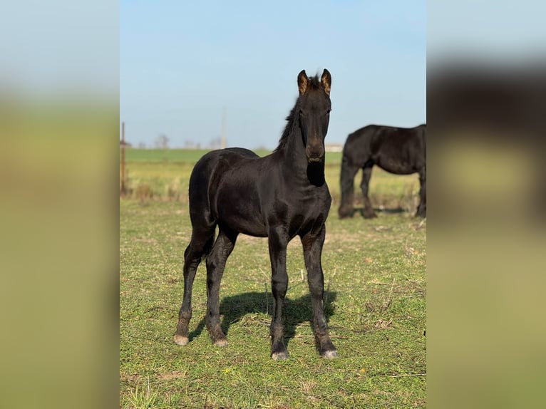 Friesian horses Stallion Foal (01/2025) 11,2 hh Black in Nowe Miasto