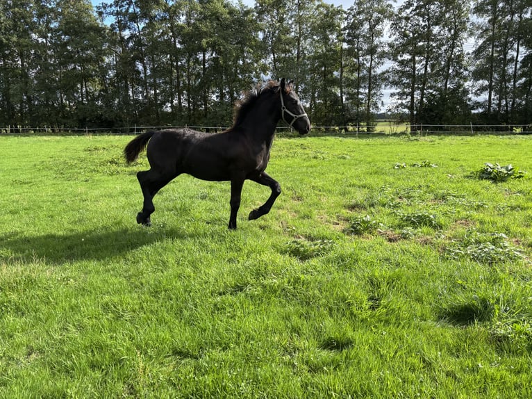 Friesian horses Mix Stallion Foal (03/2026) 12.2 hh Black in Bockhorn GoelriehenfeldBockhorn