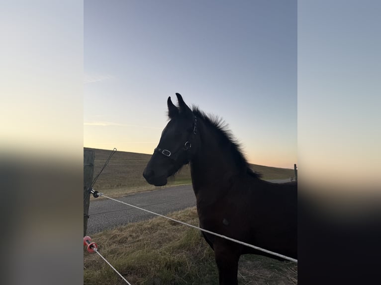 Friesian horses Stallion Foal (03/2026) 14.2 hh Black in Ossenisse
