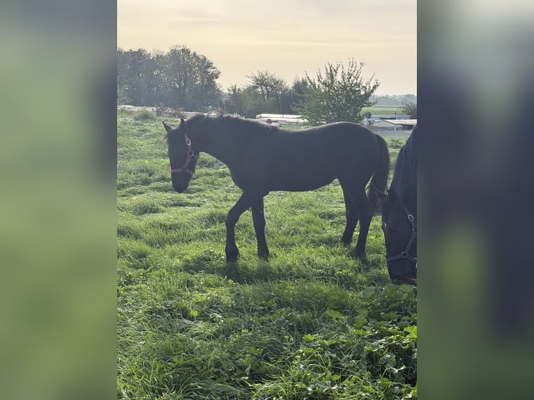 Friesian horses Stallion Foal (03/2026) 14.2 hh Black in Ossenisse