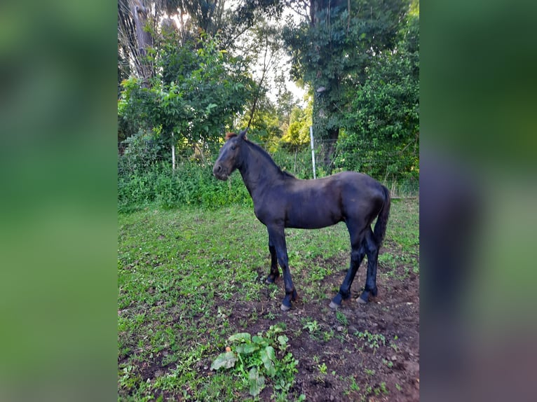 Friesian horses Stallion Foal (01/2024) 15,2 hh in Prenzlau