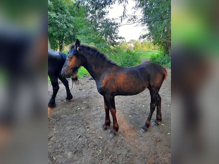 Friesian horses Stallion Foal (01/2024) 15,2 hh in Prenzlau