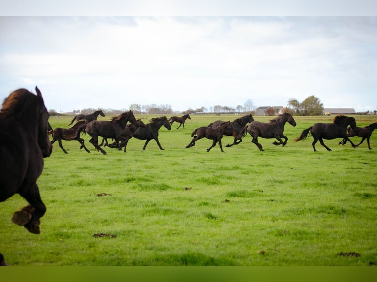 Friesian horses Stallion Foal (04/2026) 15.2 hh Black in Tzummarum