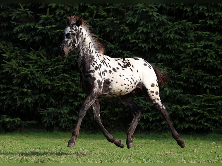 Friesian horses Stallion Foal (06/2026) 15.2 hh Leopard-Piebald in GOVEN