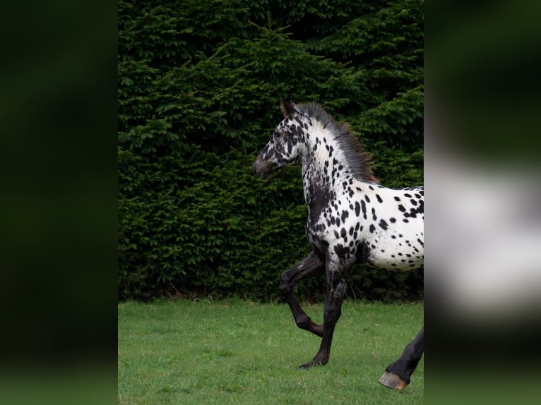 Friesian horses Stallion Foal (06/2026) 15.2 hh Leopard-Piebald in GOVEN